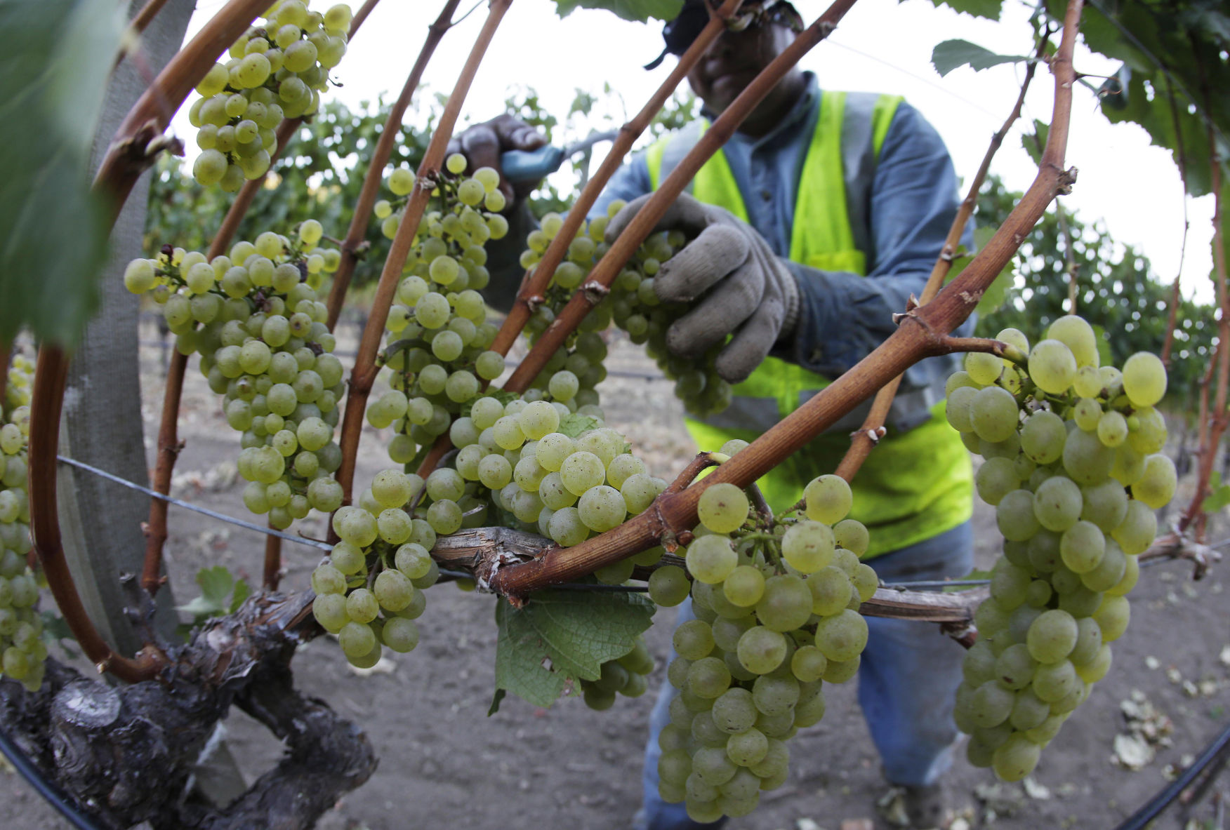 Chardonnay grapes